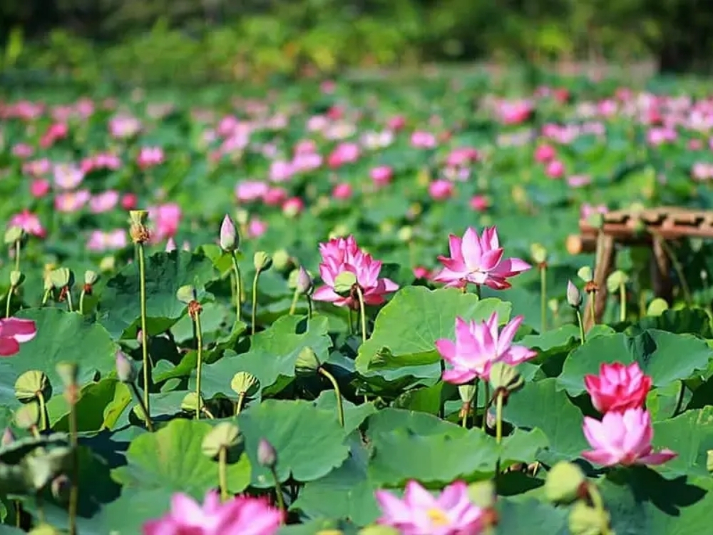 Nên tham quan khu du lịch Đồng Sen Tháp Mười vào thời điểm nào?